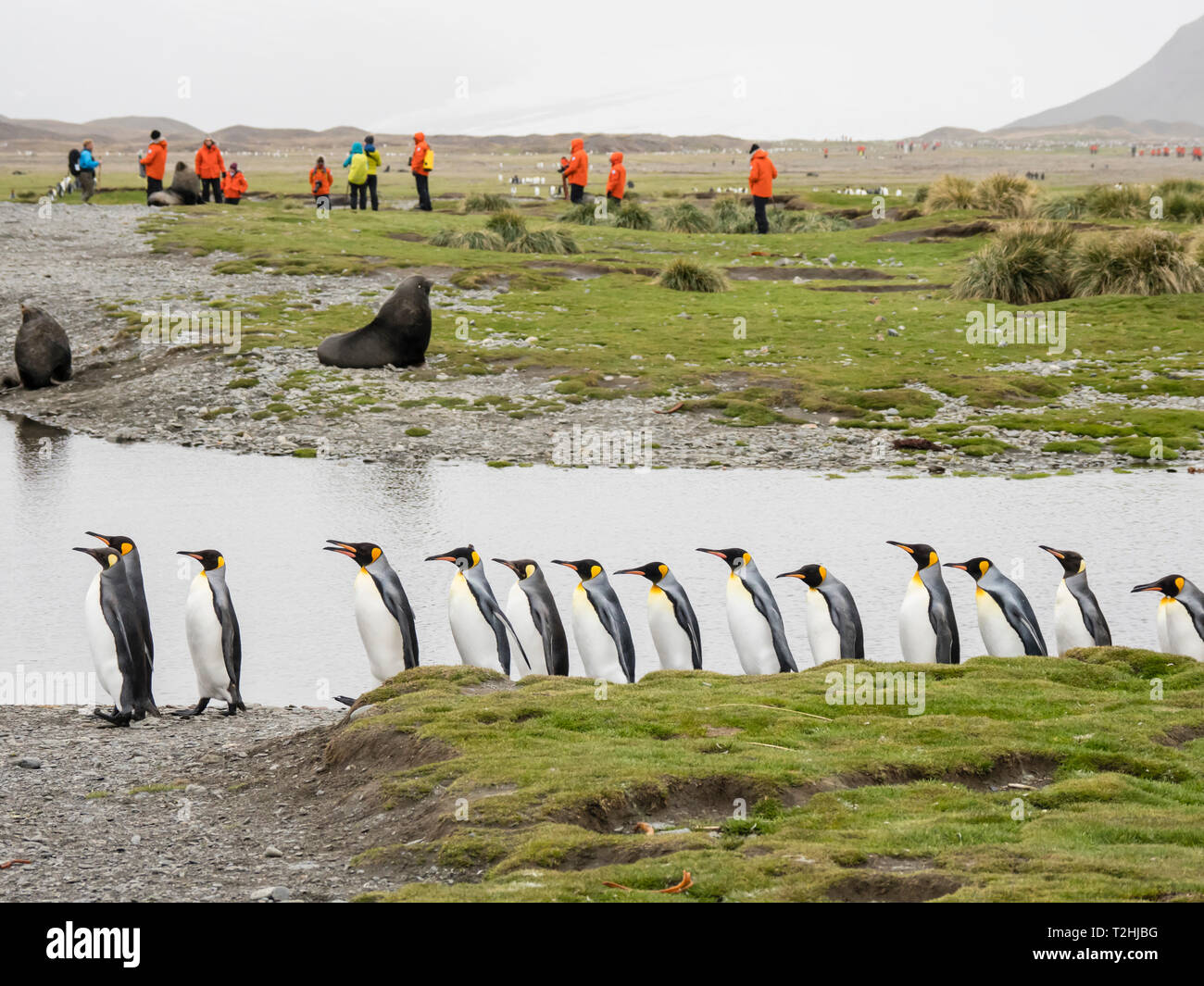 Nach König Pinguine Aptenodytes patagonicus, unter Touristen in Fortuna Bay, South Georgia Island, Atlantik Stockfoto