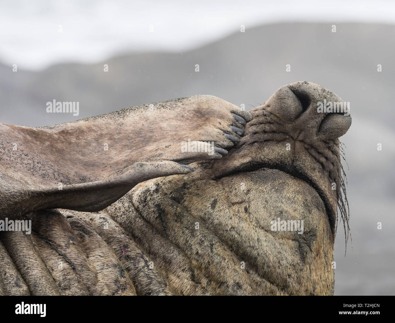 Nach bull südlichen Elephant seal, Mirounga leonina Leonina, Rüssel detail, Fortuna Bay, South Georgia Island, Atlantik Stockfoto