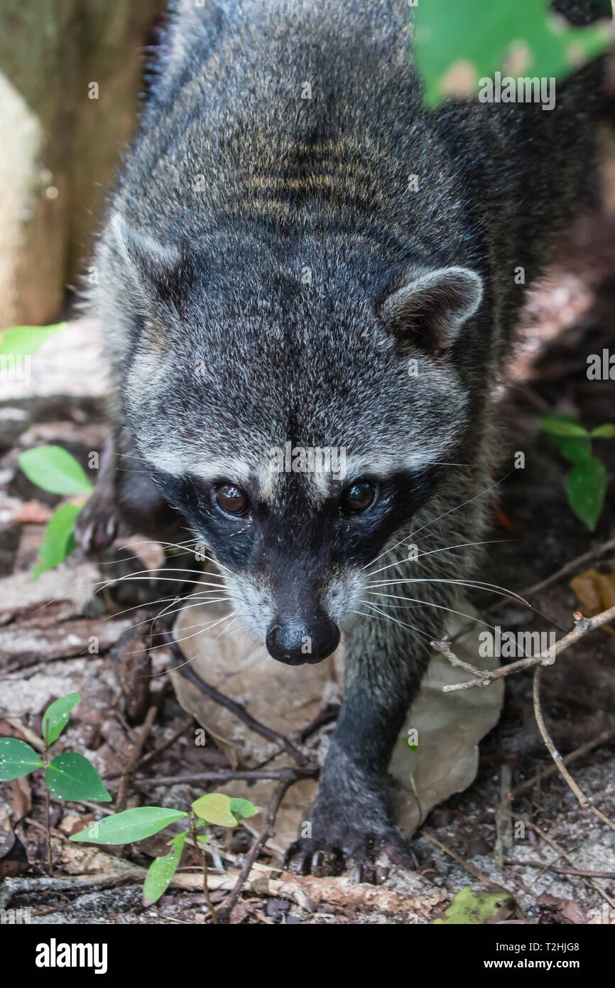 Ein erwachsener Krabbe - raccoon Essen, Procyon cancrivorus, Manuel Antonio National Park, Costa Rica, Mittelamerika Stockfoto