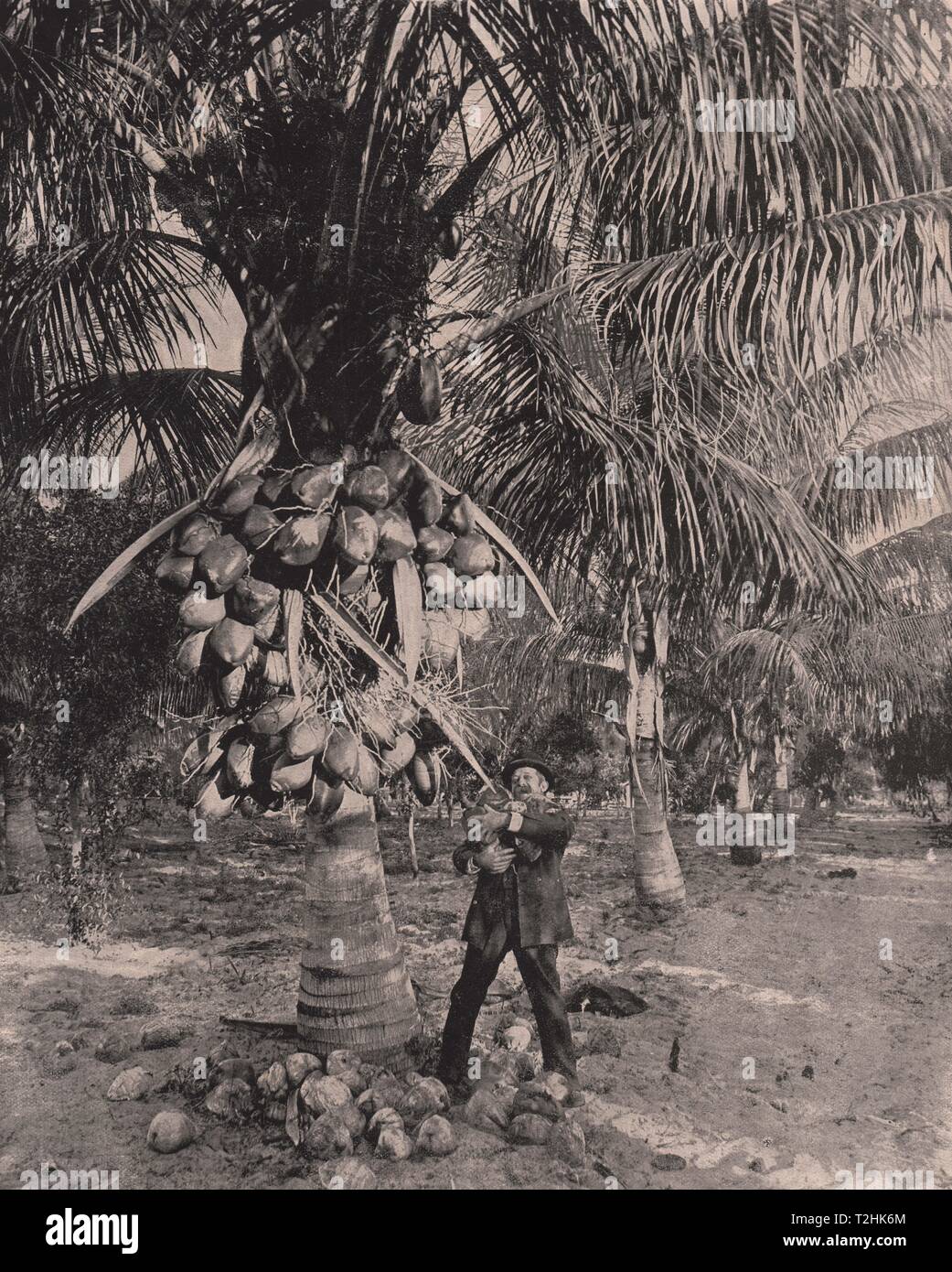 Ein cocoanut Palm, Florida Stockfoto