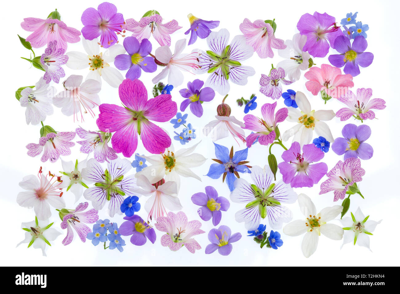 Frühlingsblumen, Geranien, borrage, Kraut, Blau, Weiß, Rosa auf weißem Hintergrund angeordnet Stockfoto