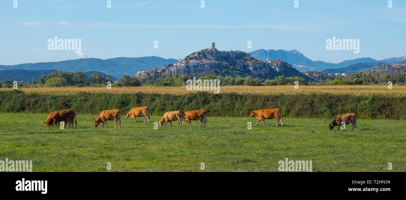 Rinder in Feld in Posada, Nuoro, Sardinien, Italien, Europa Stockfoto