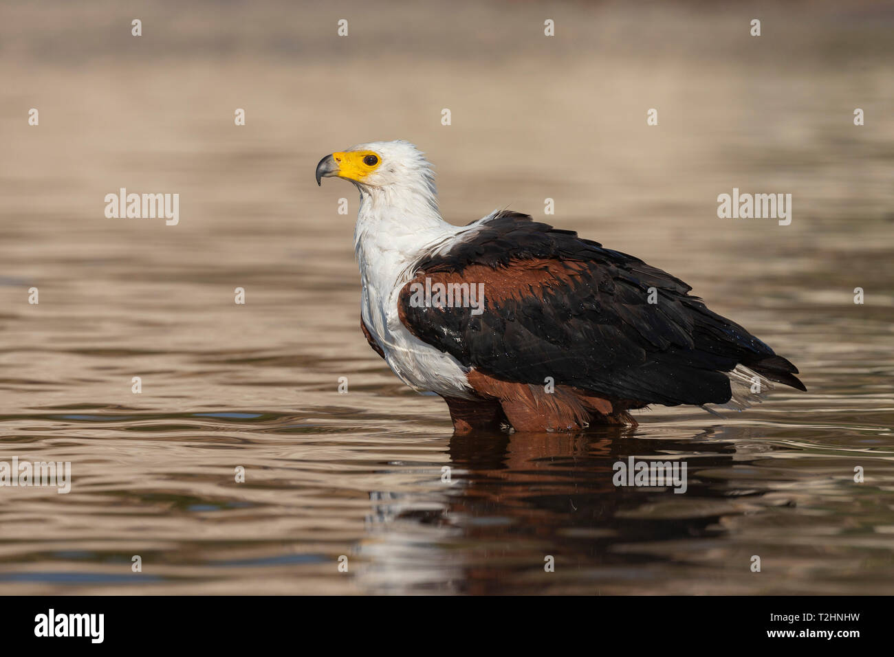 African Fish Eagle, Haliaeetus vocifer, Baden, Chobe River, Botswana, Südafrika Stockfoto