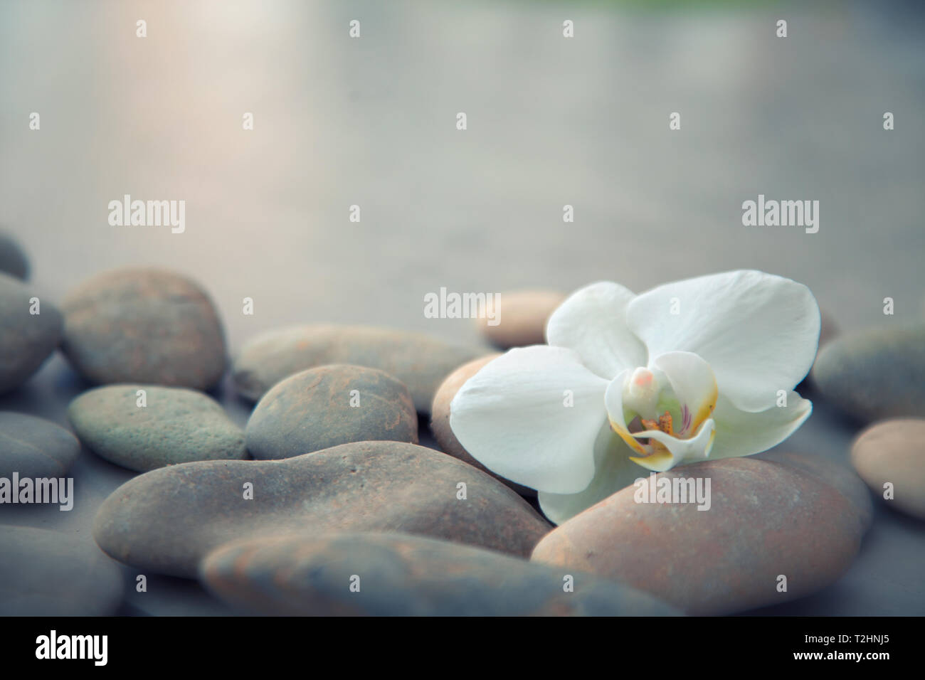 Spa-Konzept mit Basaltsteinen und weiße Orchidee. Sanfte Wellness- und Hintergrund Stockfoto