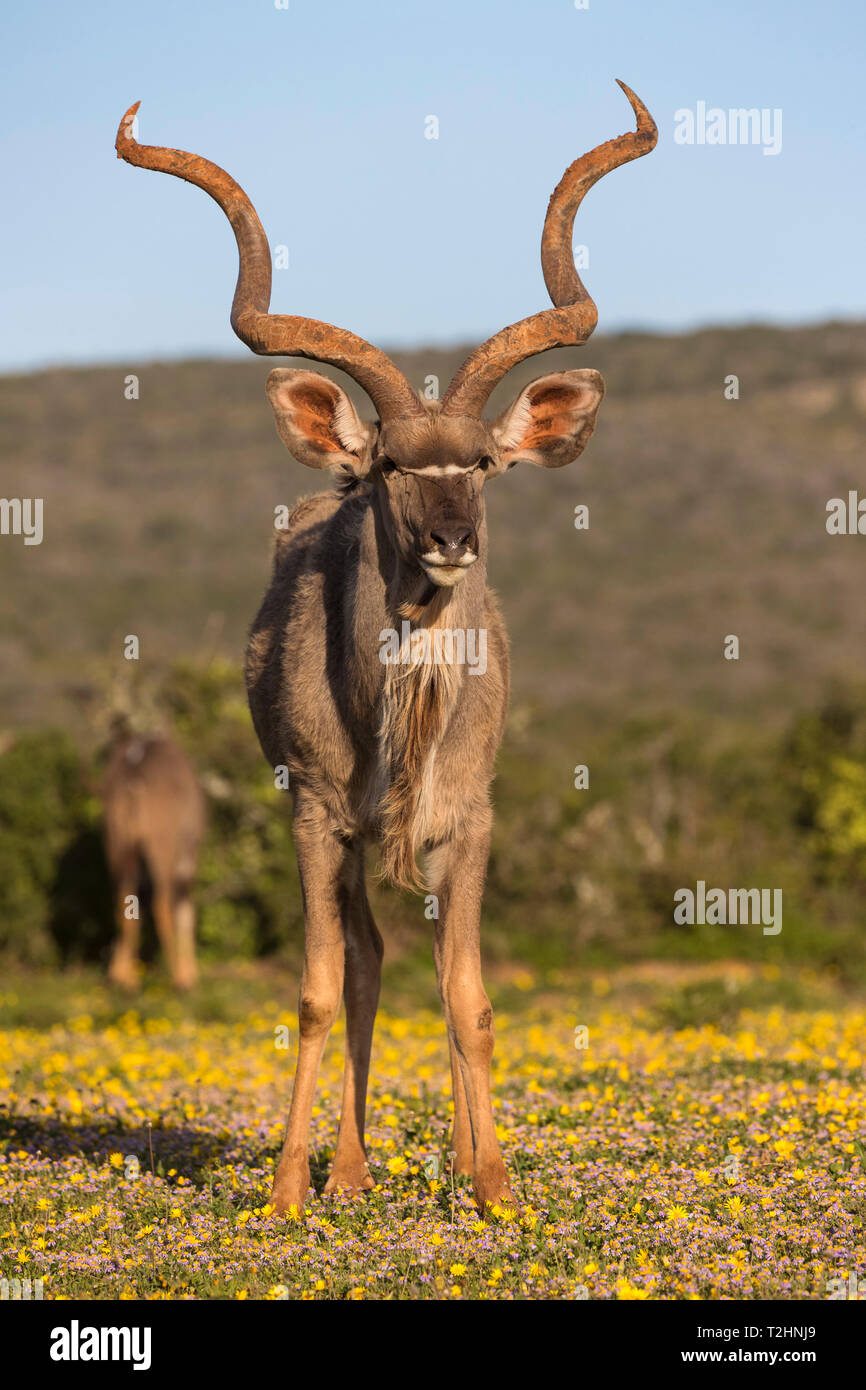 Kudus, Tragelaphus strepsiceros, unter Frühling Blumen, Addo Elephant National Park, Eastern Cape, Südafrika Stockfoto