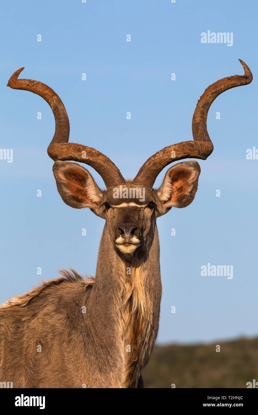 Kudus, Tragelaphus strepsiceros, Addo Elephant National Park, Eastern Cape, Südafrika Stockfoto