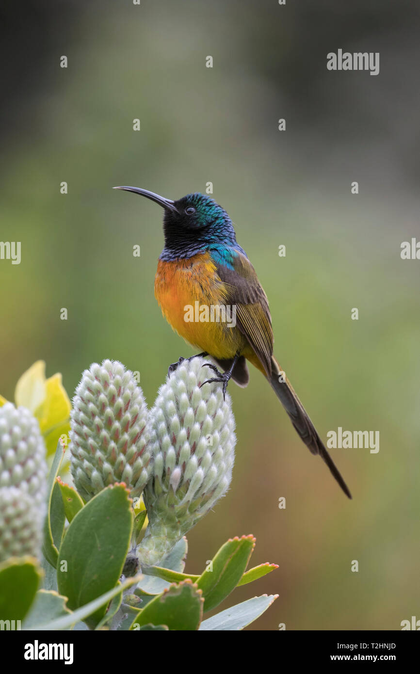 Orangebreasted sunbird, Anthobaphes violacea, Kirstenbosch National Botanical Garden, Cape Town, Südafrika Stockfoto