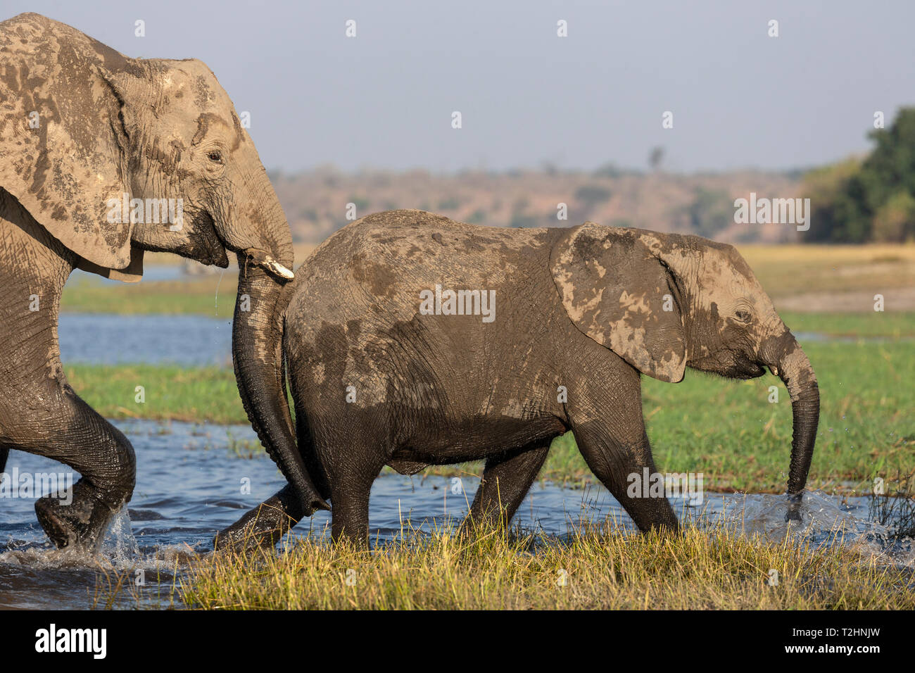 Der afrikanische Elefant, Loxodonta africana, Chobe River, Botswana, Südafrika Stockfoto