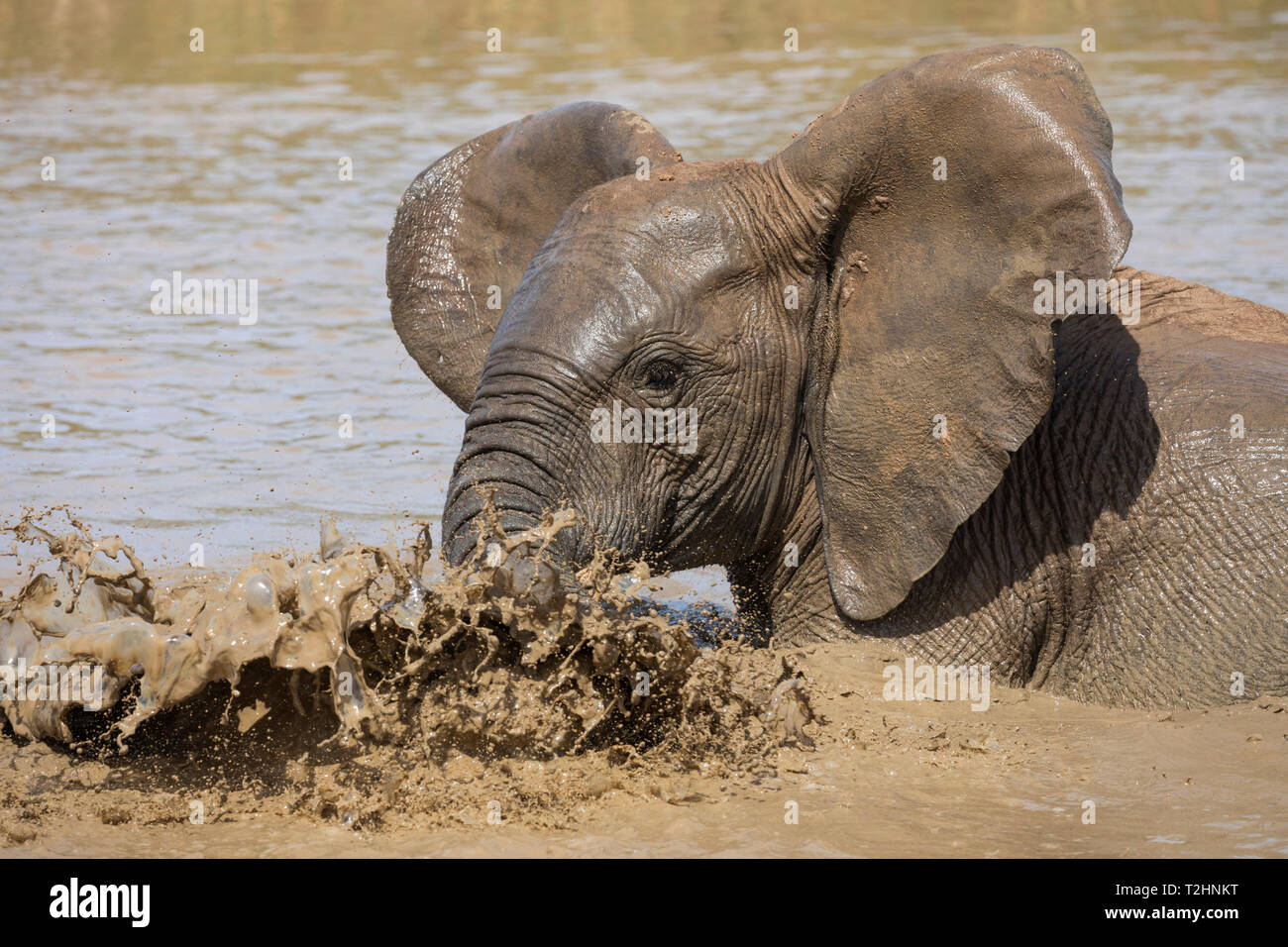Afrikanischer Elefant, Loxodonta africana, Baden, Addo Elephant National Park, Eastern Cape, Südafrika Stockfoto