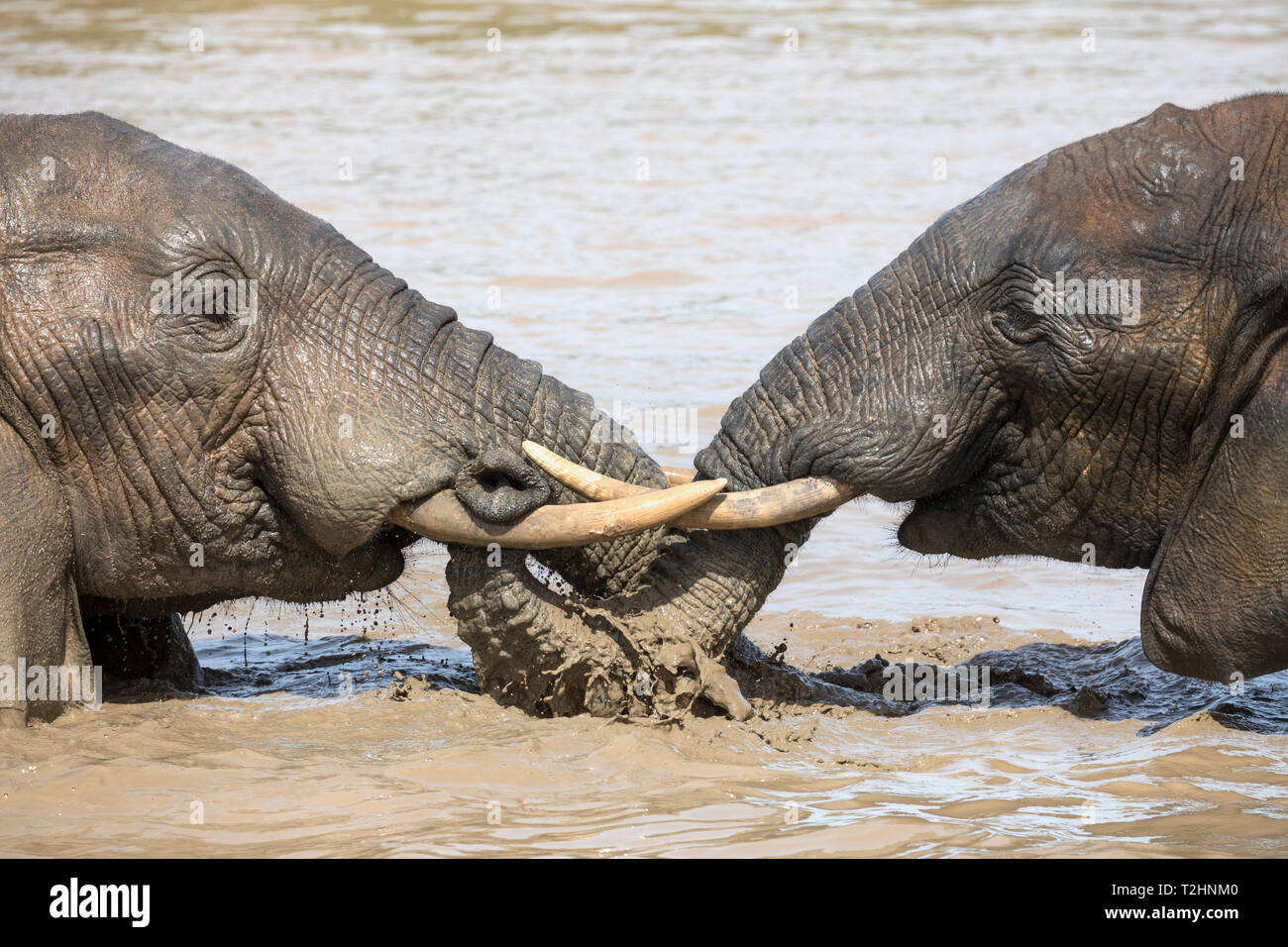 Afrikanischer Elefant, Loxodonta africana, Baden, Addo Elephant National Park, Eastern Cape, Südafrika Stockfoto
