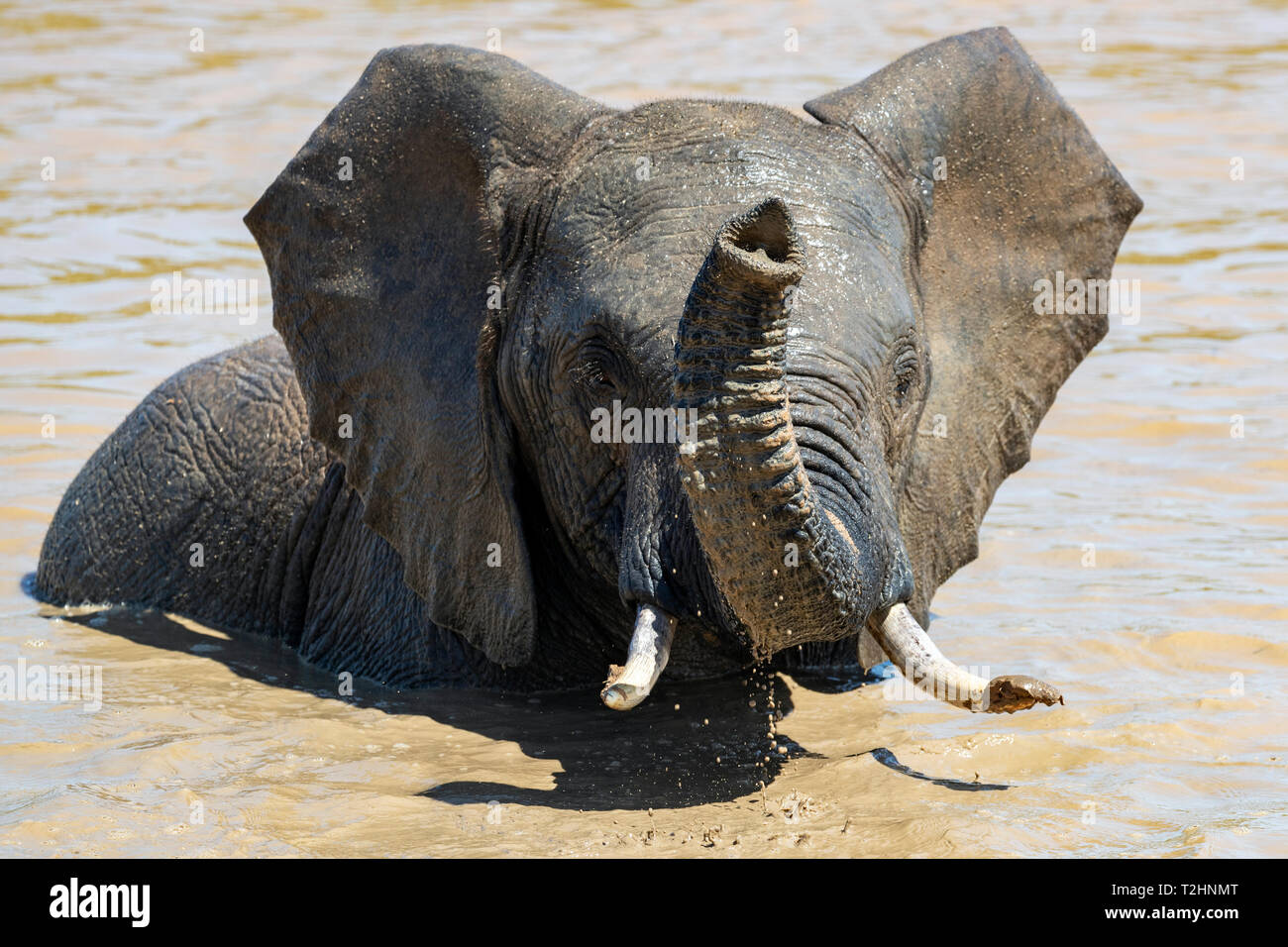 Afrikanischer Elefant, Loxodonta africana, Baden, Addo Elephant National Park, Eastern Cape, Südafrika Stockfoto