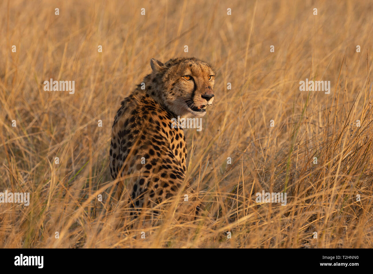 Cheetah, Acinonyx jubatus, Khwai Conservancy, Okavango, Botswana, Südafrika Stockfoto