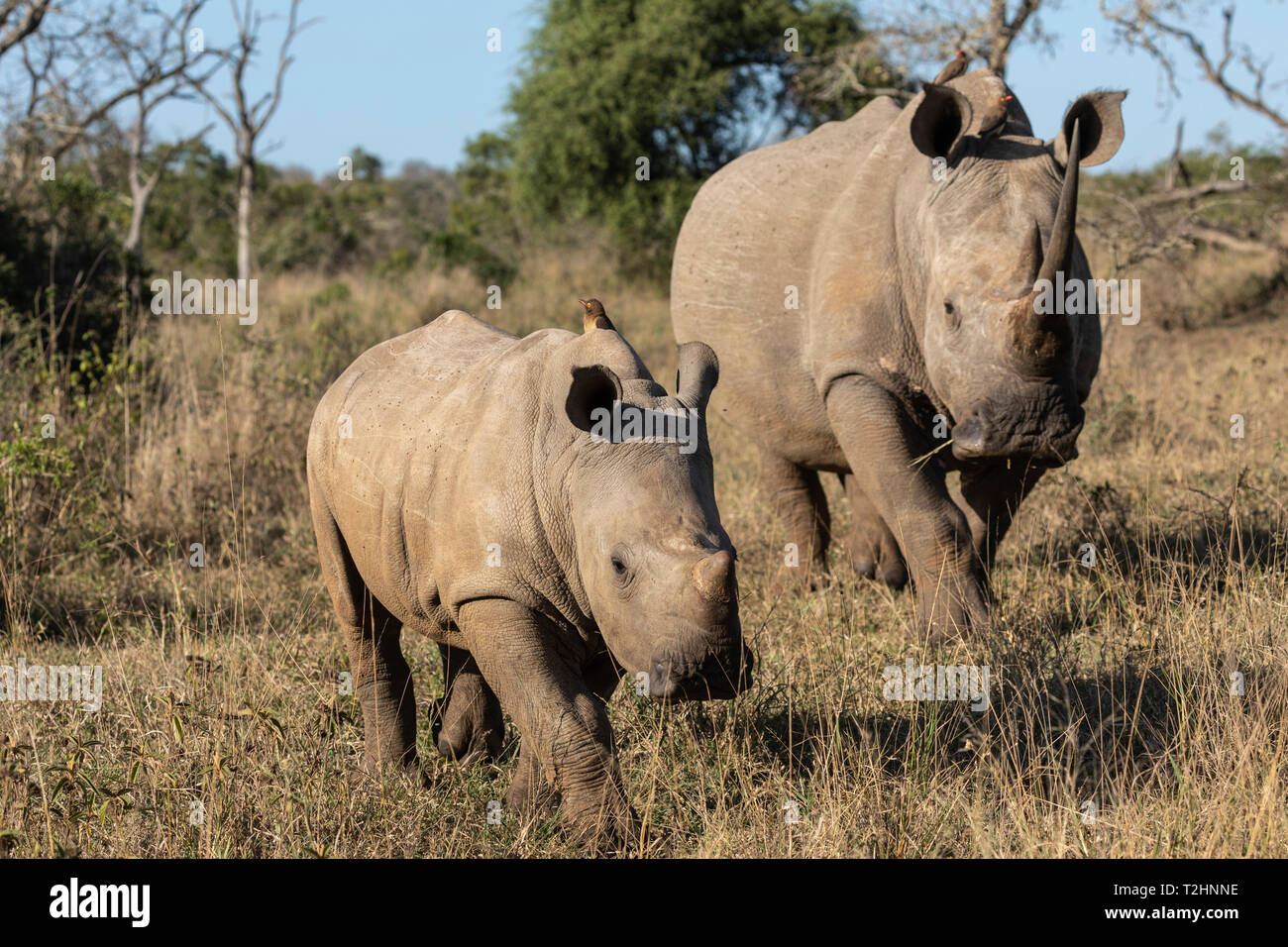 Weiße Nashörner, Rhinocerotidae), iMfolozi Game Reserve, KwaZulu-Natal, Südafrika Stockfoto