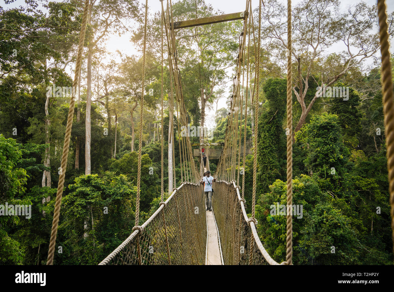 Canopy Walkway durch den tropischen Regenwald in den Kakum Nationalpark, Ghana, Afrika Stockfoto