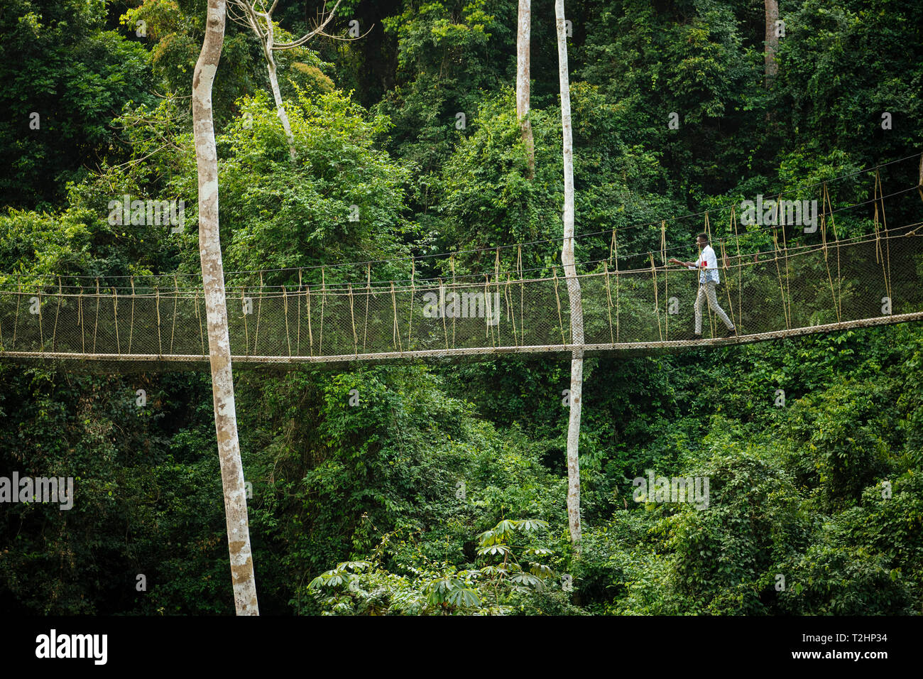 Man Walking auf Canopy Walkway durch den tropischen Regenwald in den Kakum Nationalpark, Ghana, Afrika Stockfoto