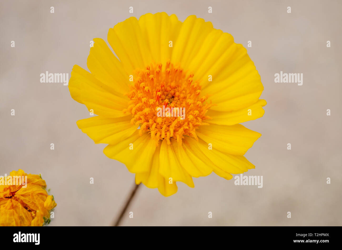 Wüstensonne (Geraea canescens) an der Salton Sea California USA Stockfoto