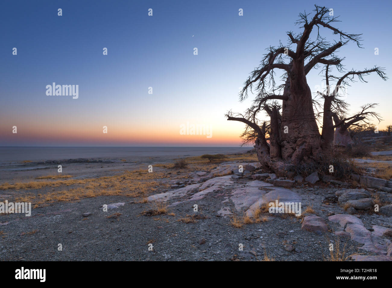 Baobab Baum vor Sonnenaufgang Stockfoto