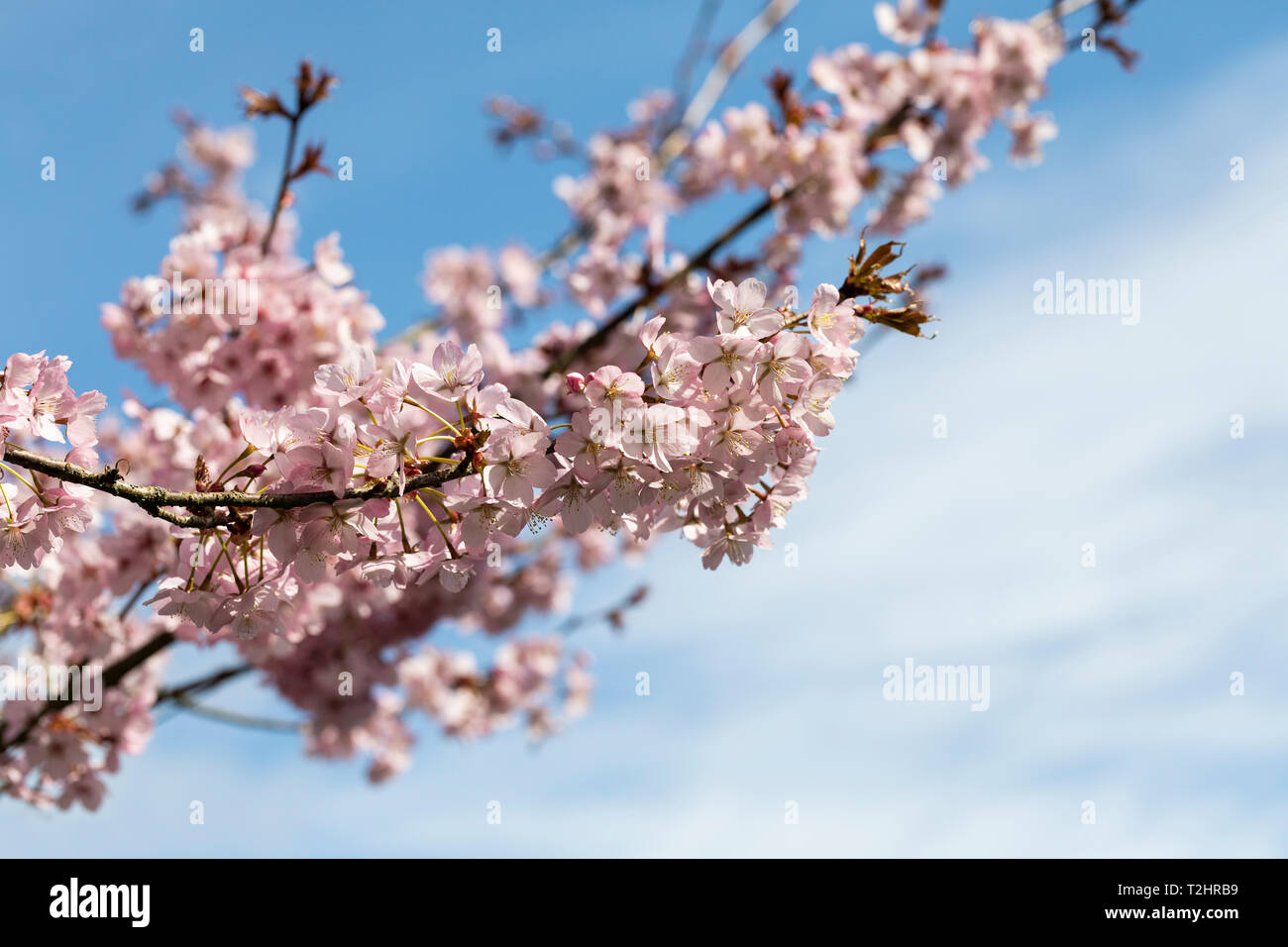 Nahaufnahme der Prunus sargentii Kirschblüte, die im Frühjahr in England blüht Stockfoto