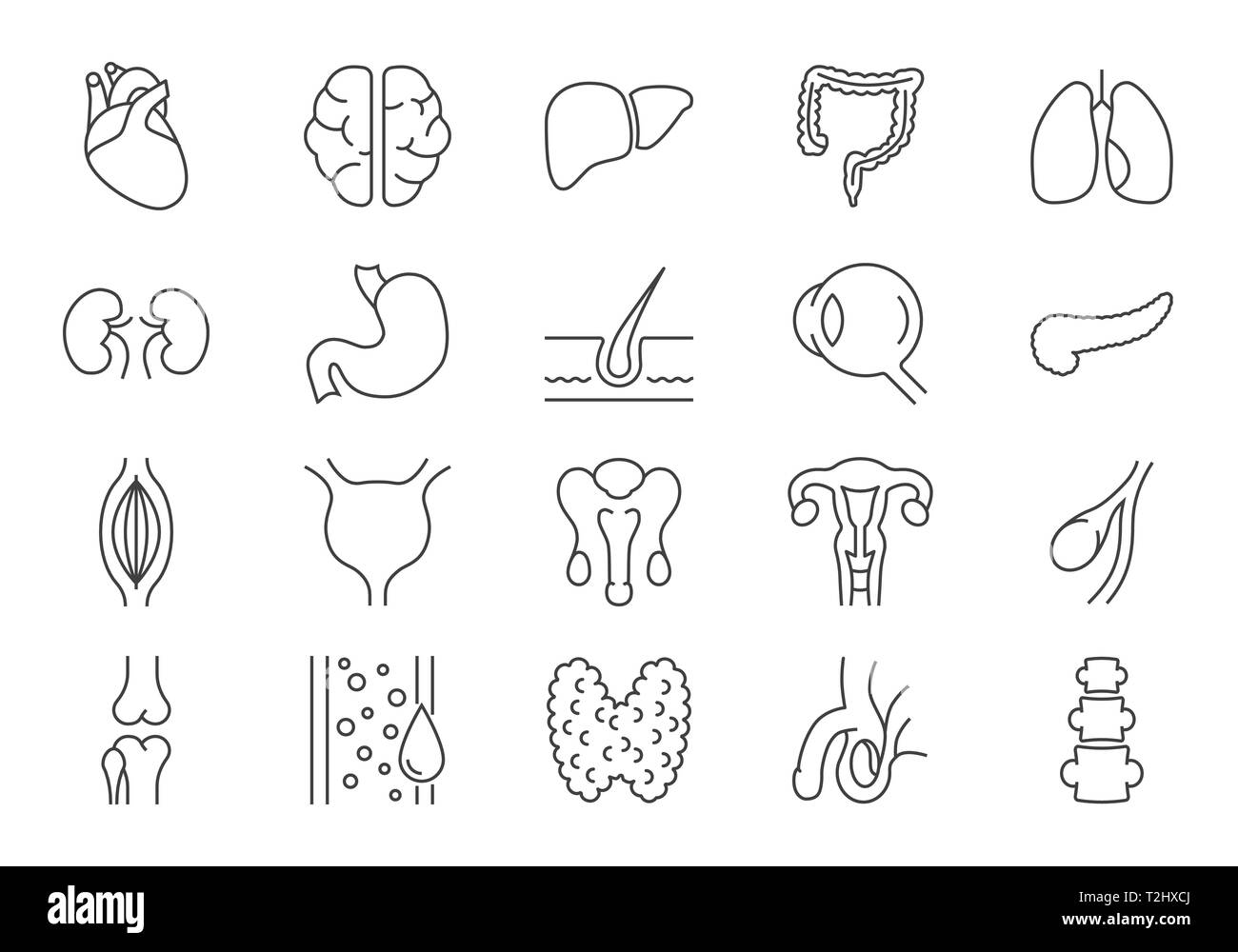 Satz von inneren Organen zugehörigen Vektor Zeile für Symbole. Enthält solche Symbole wie das reproduktive System, Gehirn, Herz, Blutgefäße, Lunge, Leber, Augen, Pankreas, Stock Vektor
