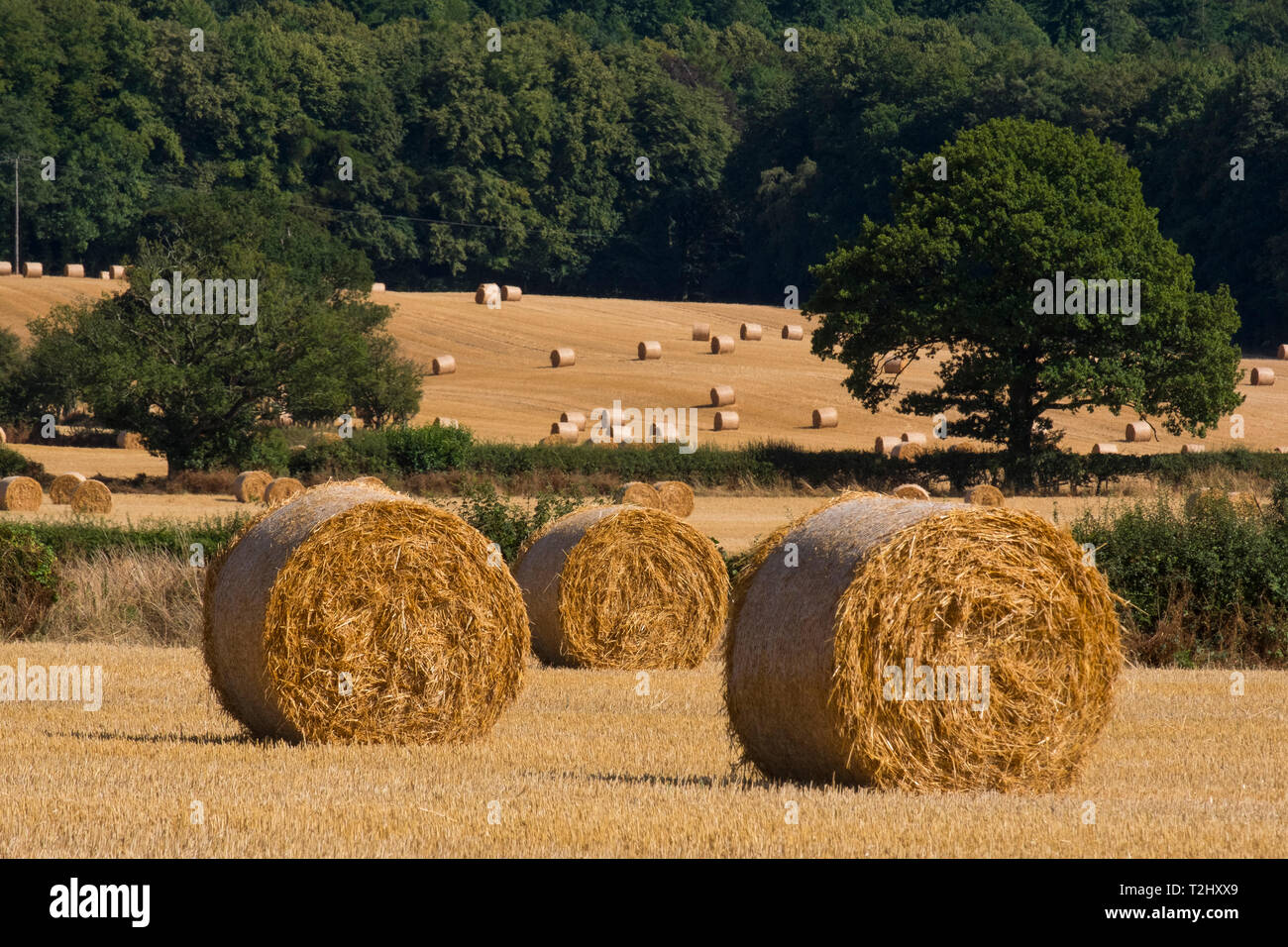Strohballen auf einem Feld in der Nähe des Wrekin, Shropshire, England, Großbritannien Stockfoto