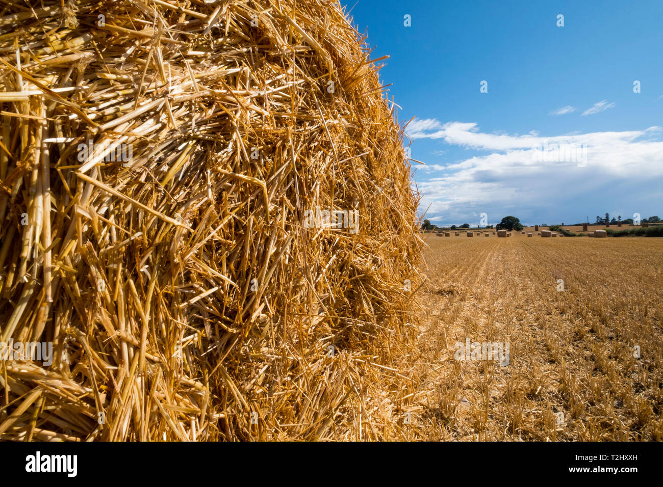 Strohballen auf einem Feld in der Nähe des Wrekin, Shropshire, England, Großbritannien Stockfoto