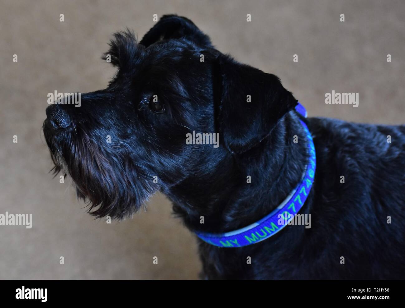 Auffallende Miniatur schwarz Schnauzer Profil Schuß Stockfoto