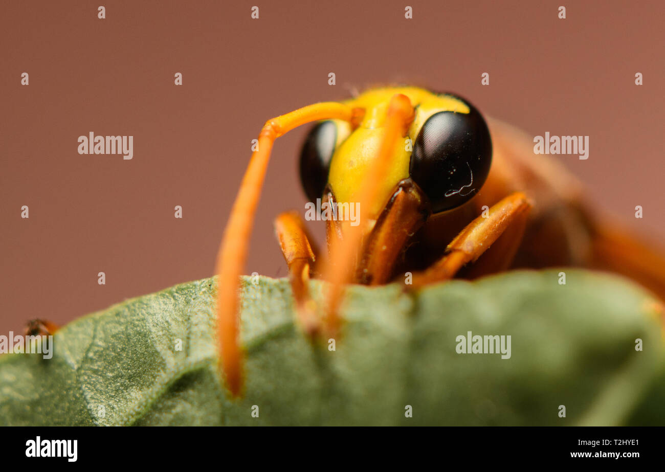 Drastische Detailansicht von Wasp Stockfoto