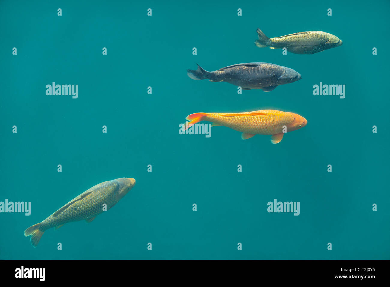 Karpfen, Schwimmen, Princes Quay, Einkaufszentrum, diese Fische schwimmen in der ursprünglichen Dock das Einkaufszentrum über gebaut wurde. Stockfoto