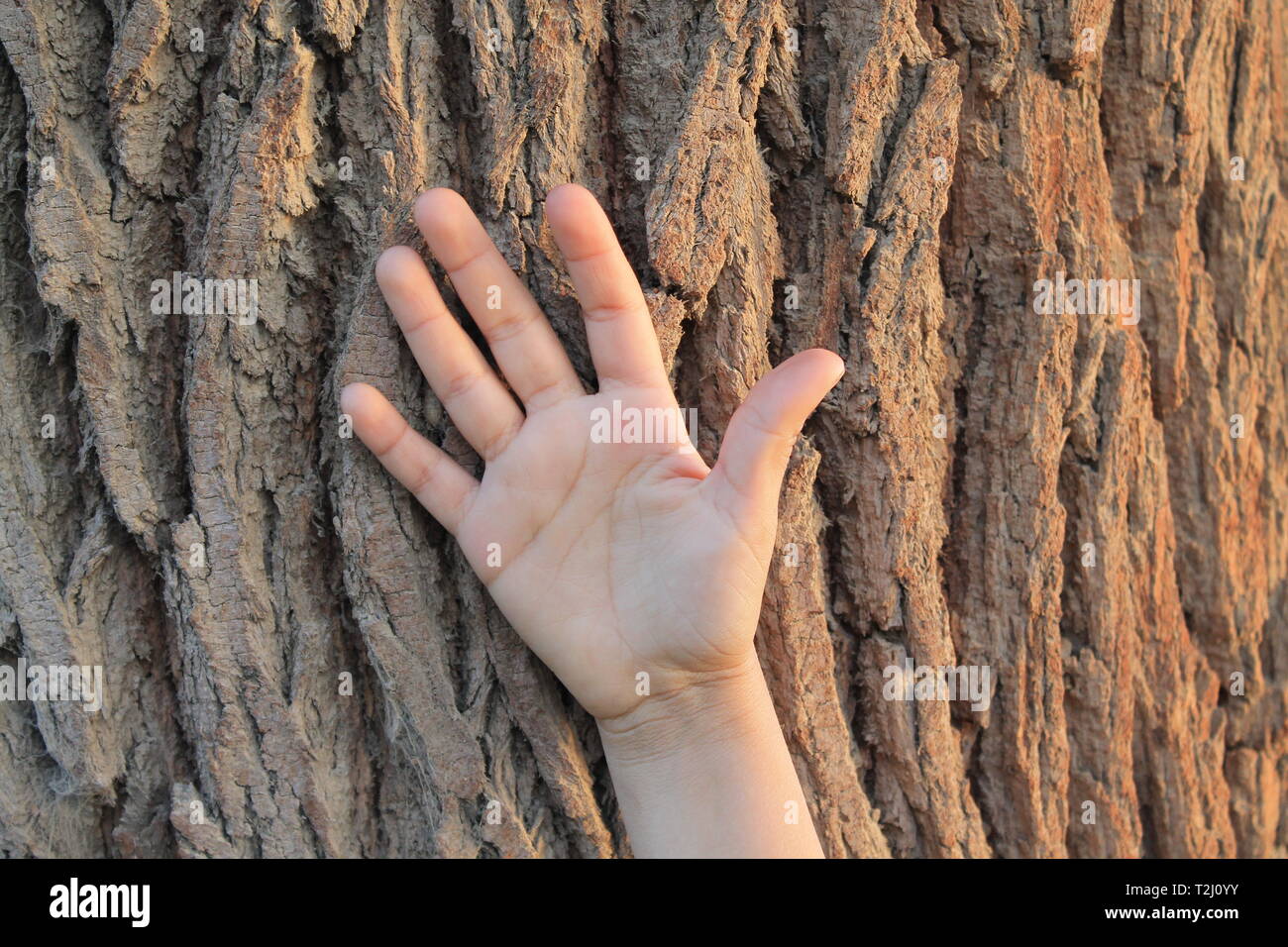 Stop Bäume Stockfoto
