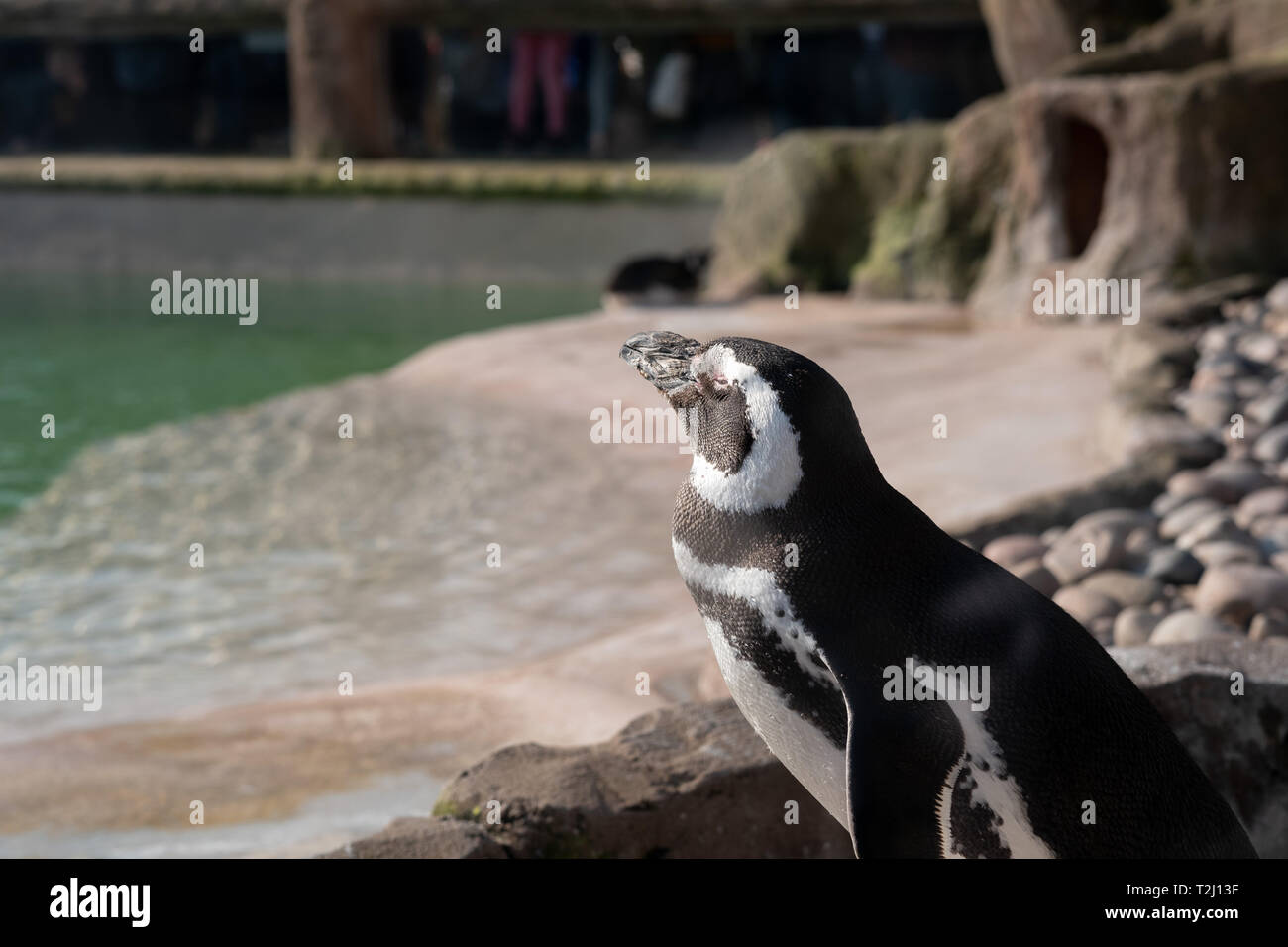 Ein Pinguin Umfragen seinen Pool Stockfoto