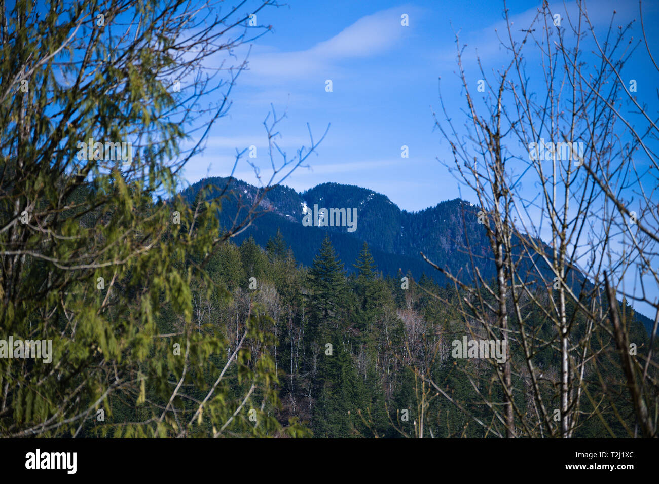 Regenwald in Dewdney, Mission, British Columbia, Kanada Stockfoto