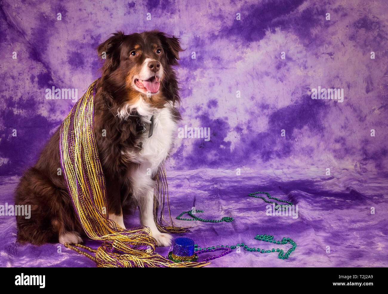 Cowboy, eine 9-jährige Red tri Australian Shepherd, zeigt seine Mardi Gras Putz, 14. Januar 2018, in Coden, Alabama. Stockfoto