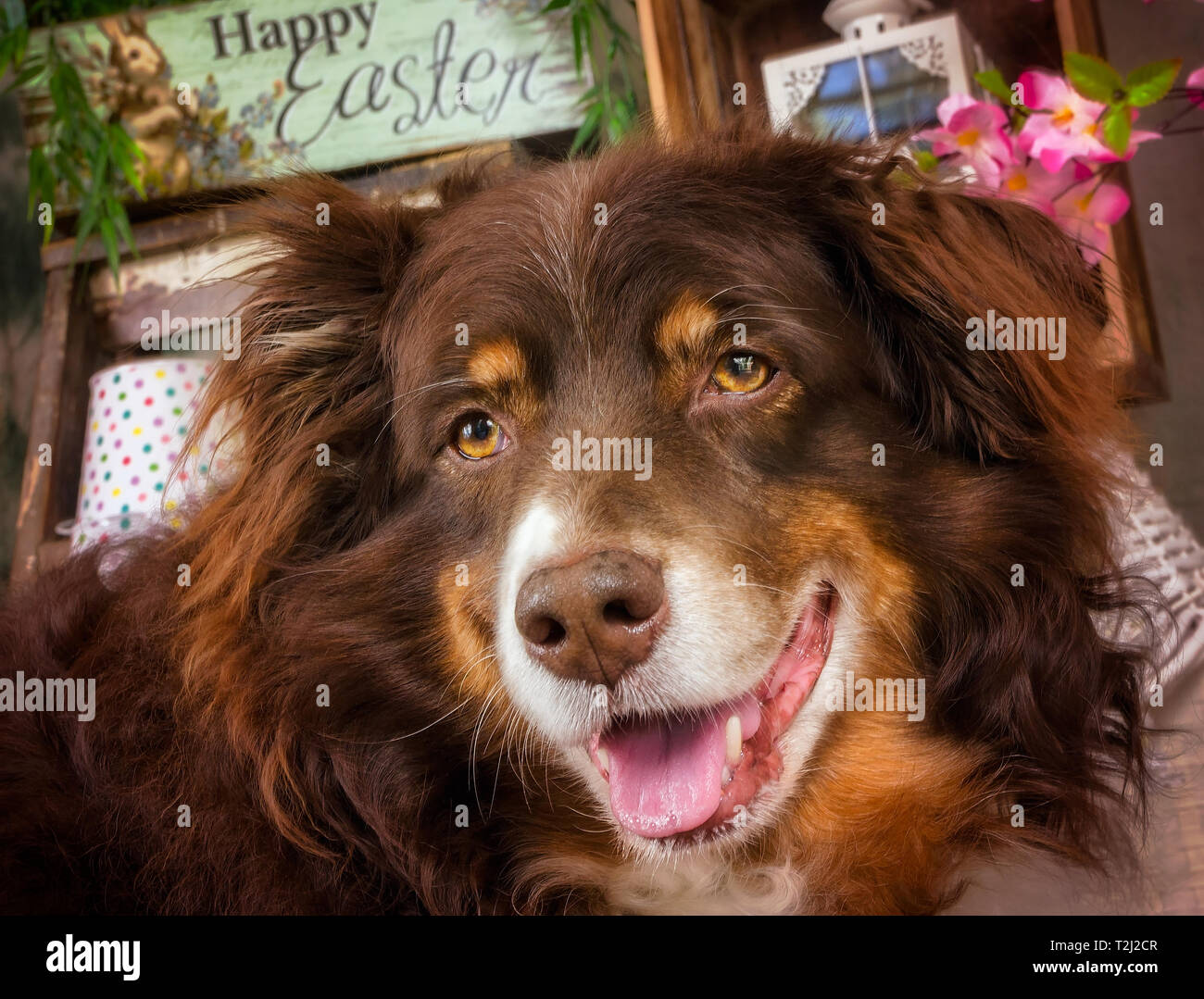 Cowboy, ein 10-jähriger Red tri Australian Shepherd, stellt für seine Ostern Portrait, April 1, 2018, in Coden, Alabama. Stockfoto