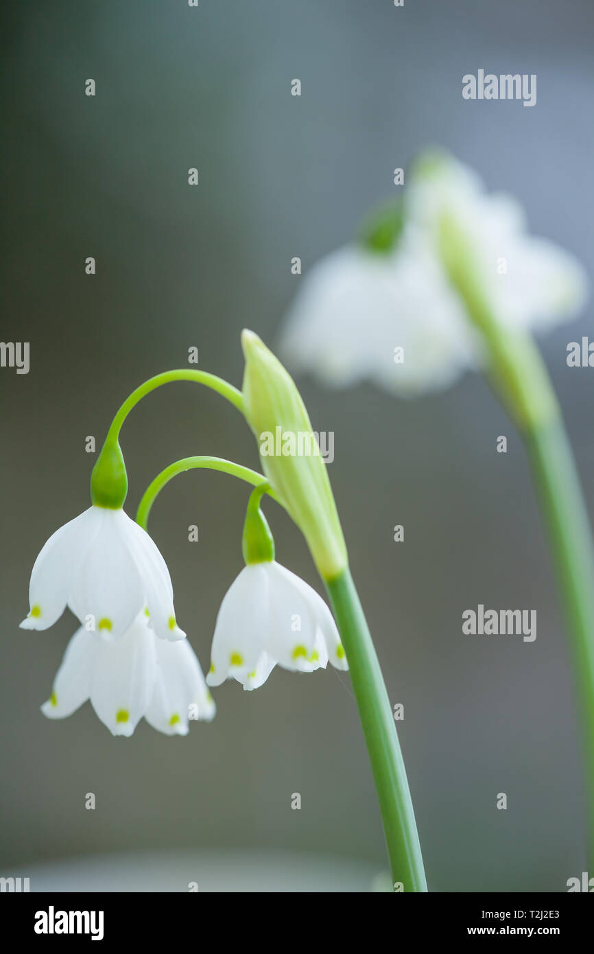 Nahaufnahmen von Blüten des Frühlings Schneeflocken Stockfoto