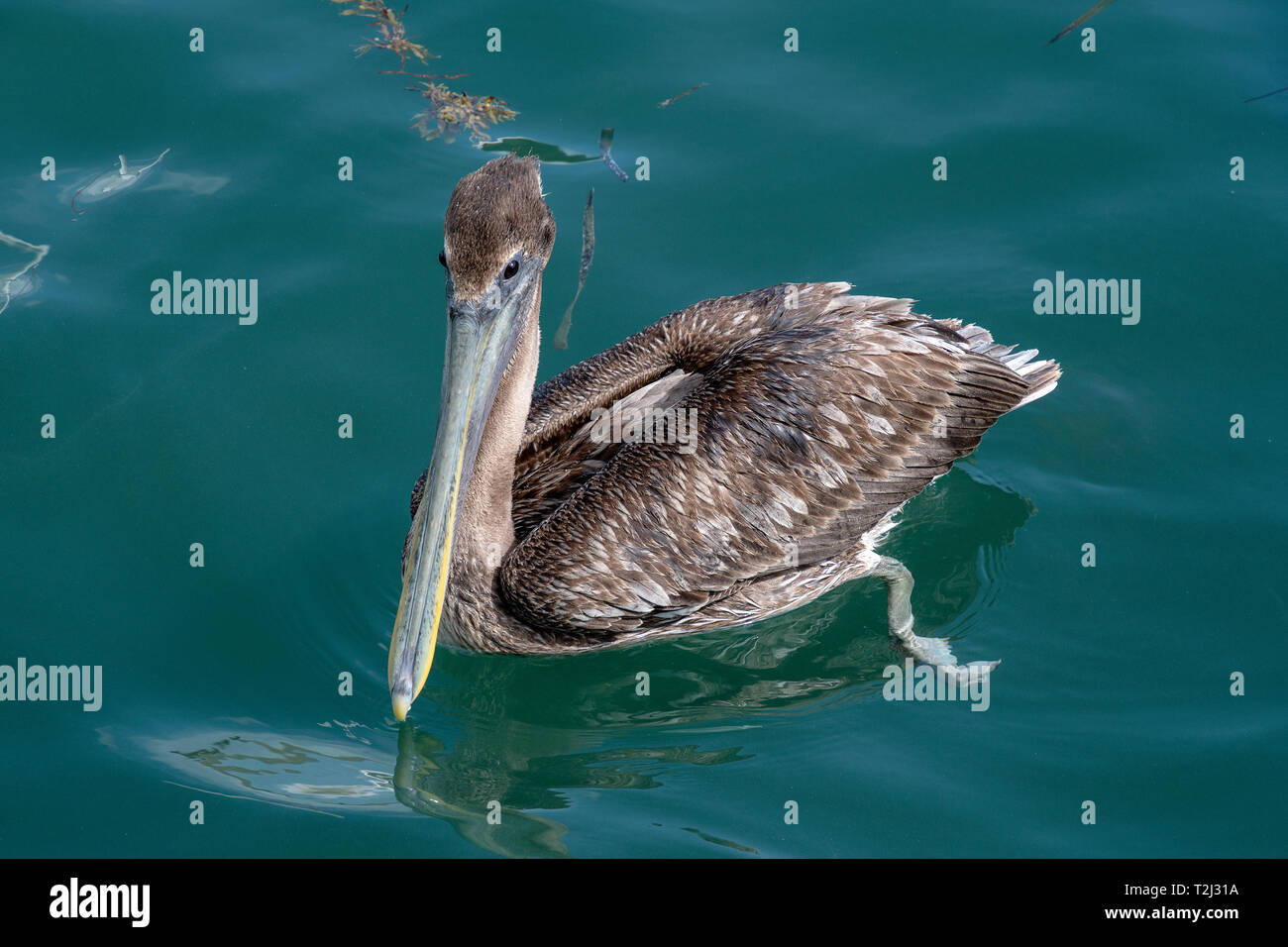 Brown pelican Floating in grün Meer Wasser Stockfoto