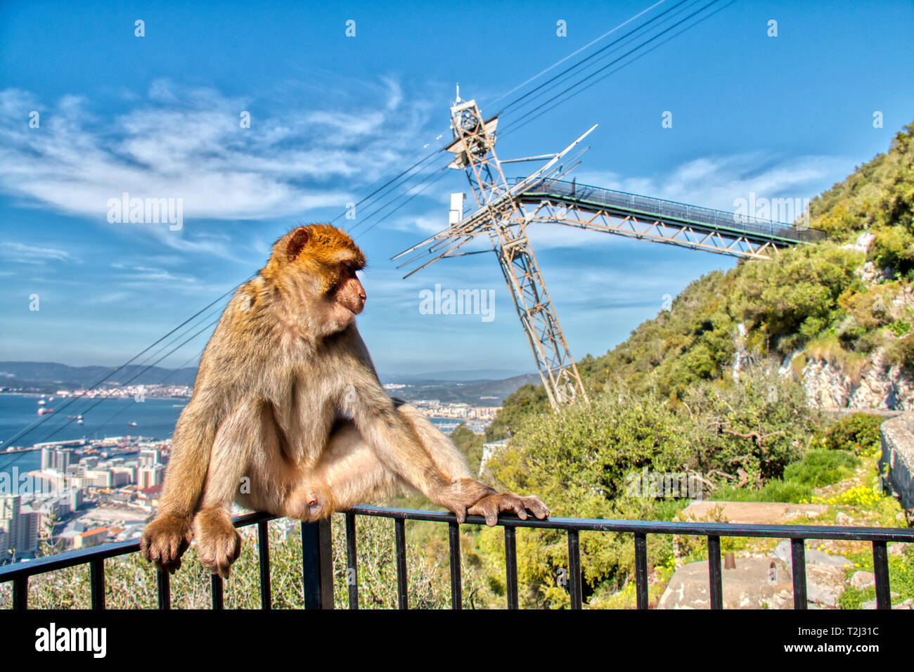 Affe von Gibraltar mit der Seilbahn im Hintergrund Stockfoto