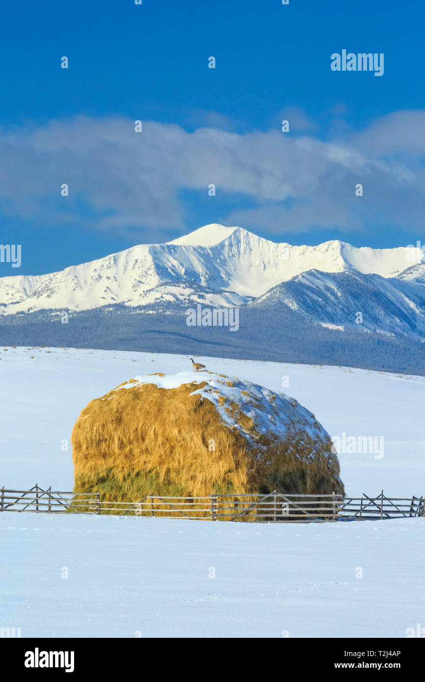 Kanada Gans an Heuhaufen unterhalb der beaverhead Berge in der Nähe von Jackson, Montana Stockfoto