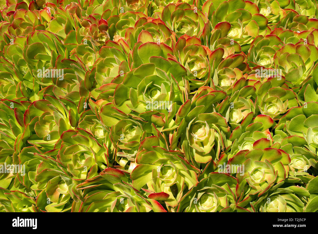 Trockenheit resistenten Pflanzen Stockfoto