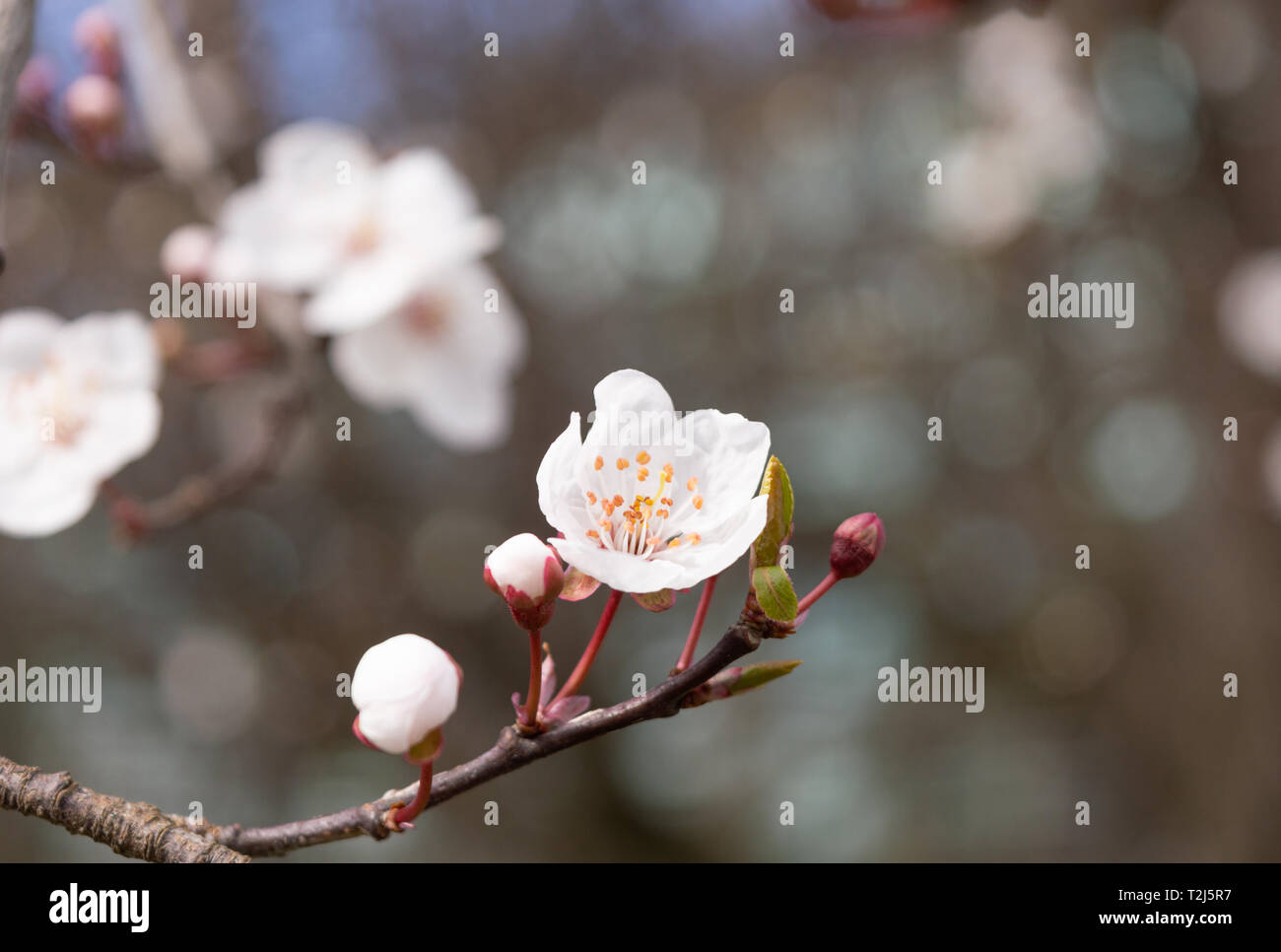 Aprikosen Baum Blume mit Knospen blühen im Frühling. Unfocused Hintergrund. Stockfoto