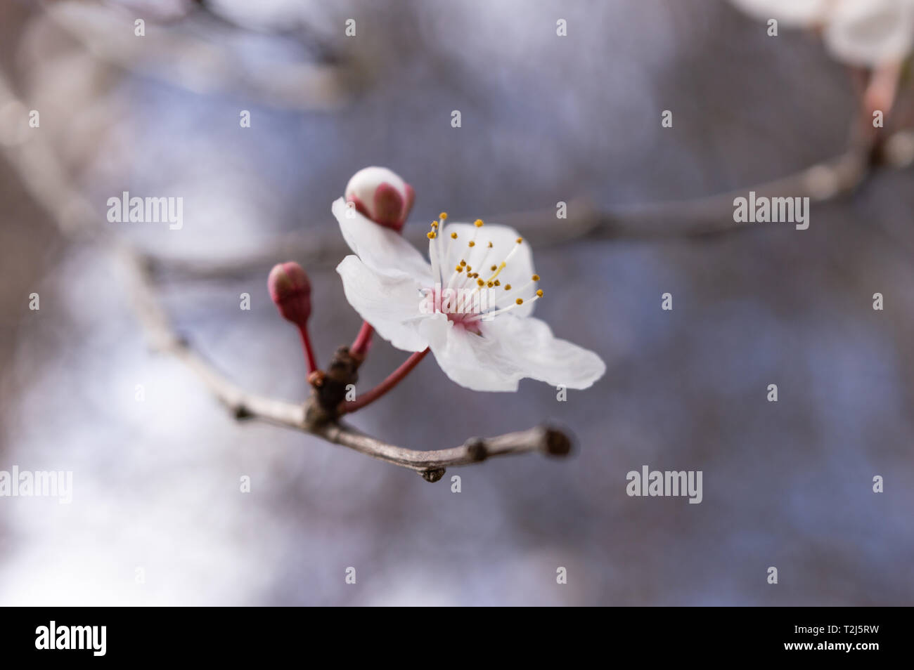 Aprikosen Baum Blume mit Knospen blühen im Frühling. Unfocused Hintergrund. Stockfoto