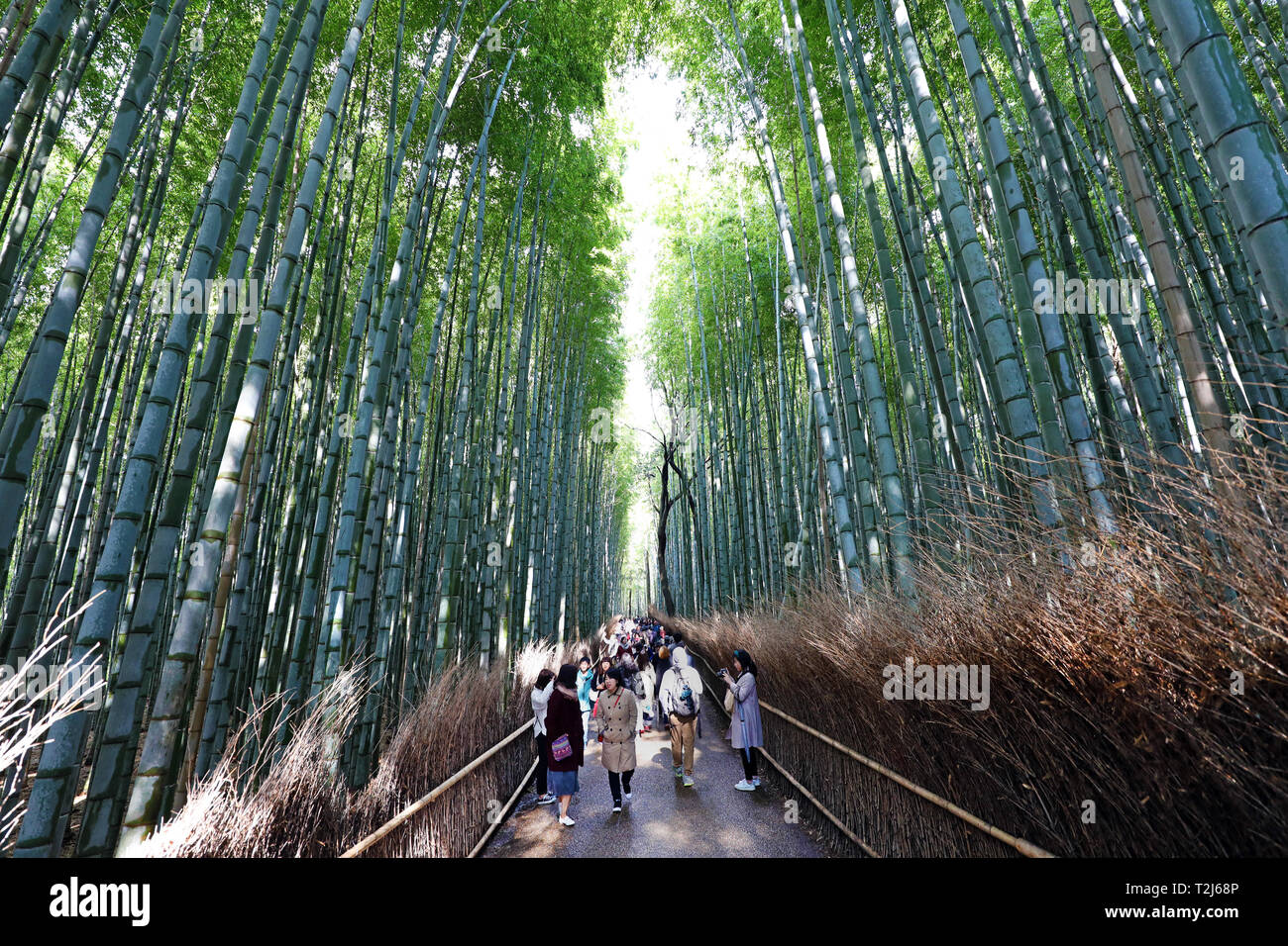 Hohe Bambus Stengel in der arashiyama Bamboo Grove, Kyoto, Japan Stockfoto