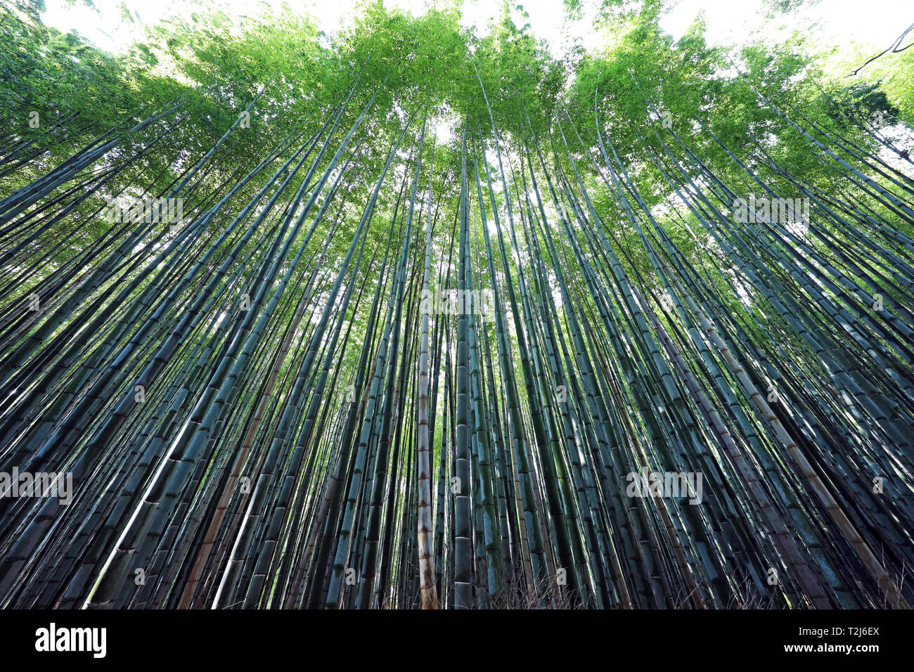 Hohe Bambus Stengel in der arashiyama Bamboo Grove, Kyoto, Japan Stockfoto