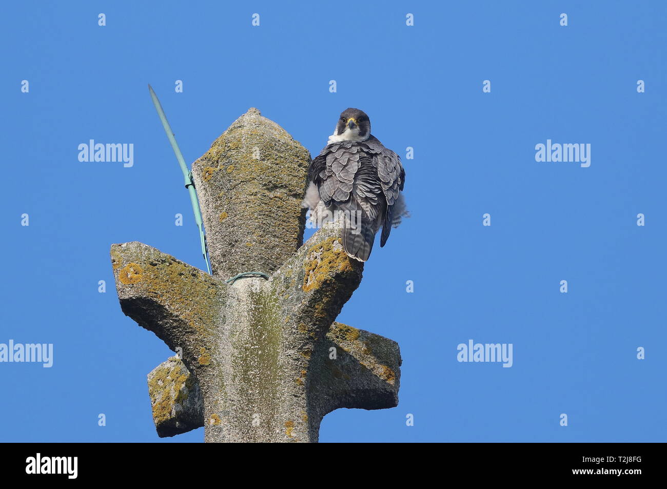Nach Peregrine auf Cromer Kirche. Stockfoto