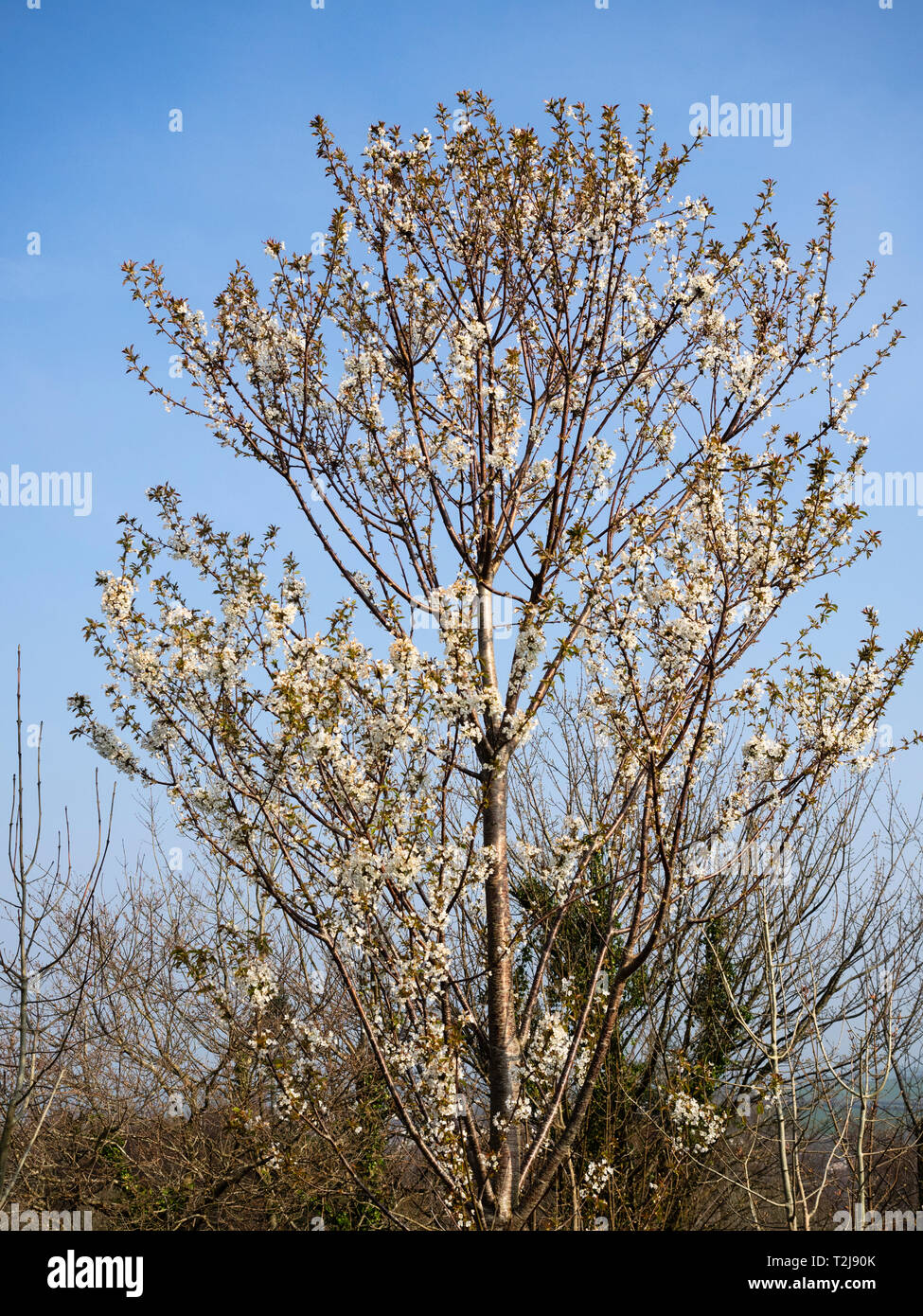 Reifen Wild Cherry Tree, Prunus avium, im Frühjahr blühen Stockfoto