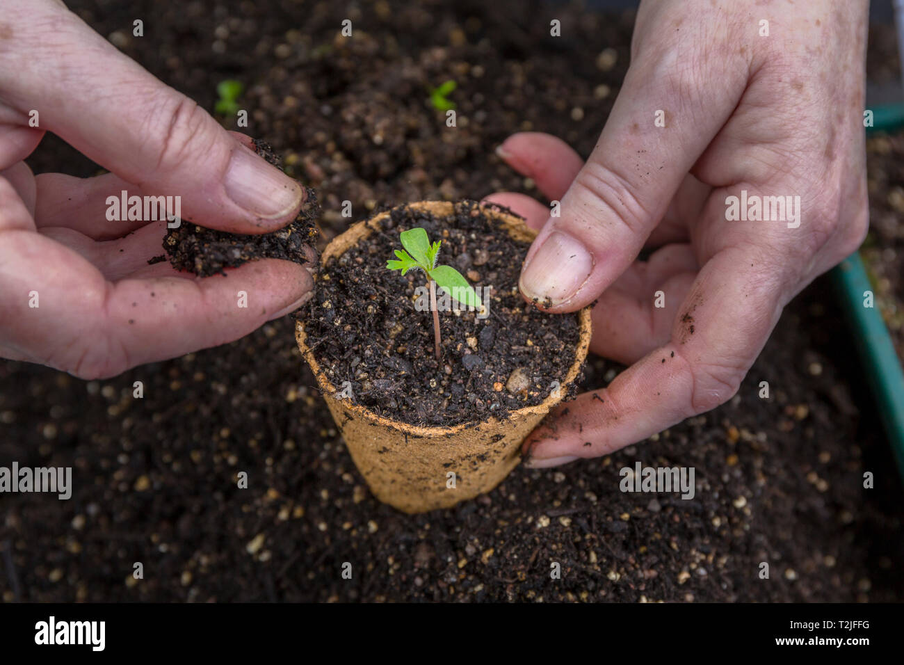 Heraus sticht. Umtopfen oder Blumenerde auf einer Blume Sämling in eine abbaubar Pot. Stockfoto