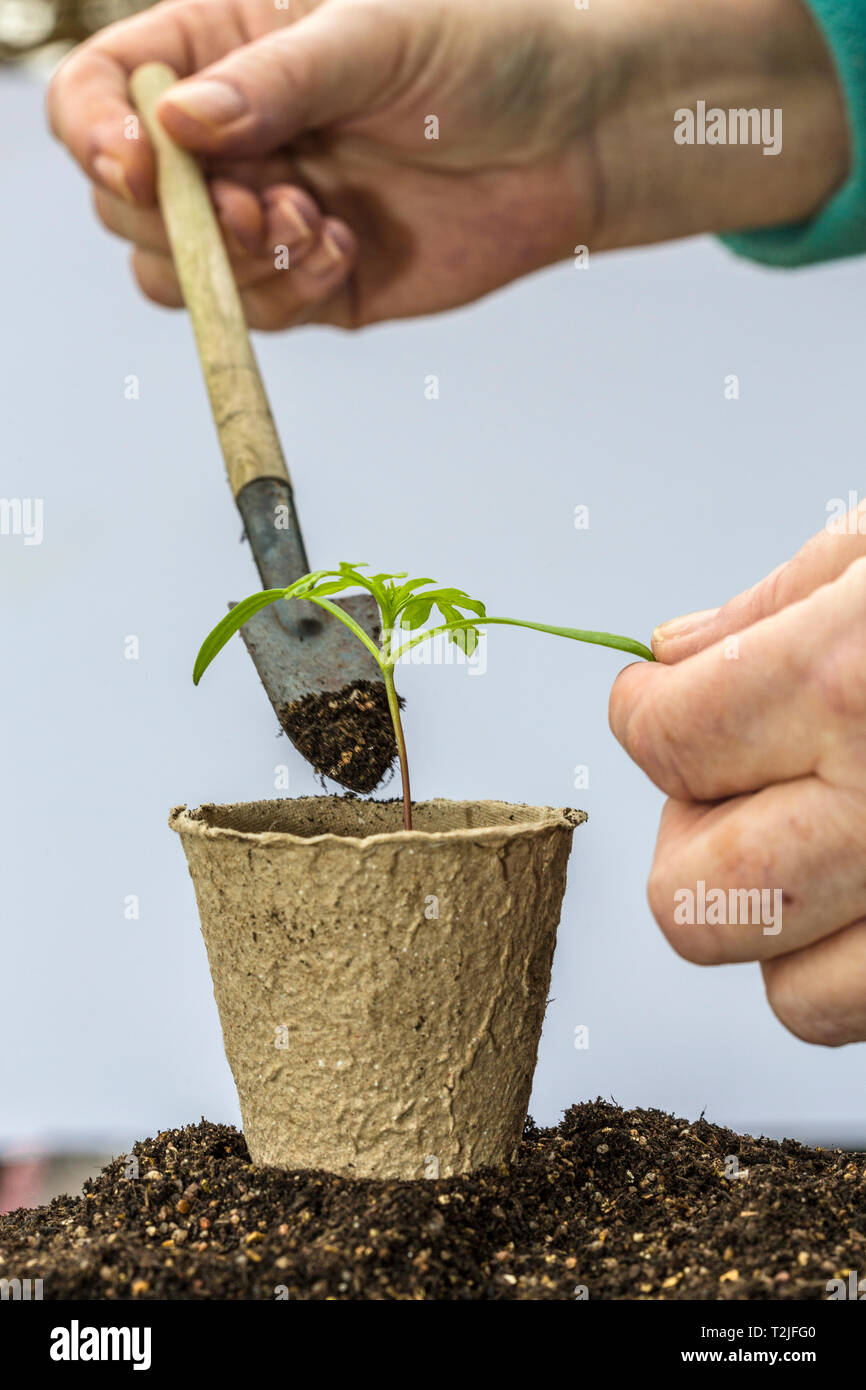 Heraus sticht. Umtopfen oder Blumenerde auf einer Blume Sämling in eine abbaubar Pot. Der Sämling ordnungsgemäß durch ein Blatt, nicht der Stammzellen statt. Stockfoto