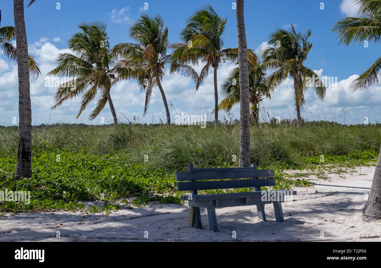 Bank unter Palmen an Sombrero Beach Marathon, Florida, USA Stockfoto