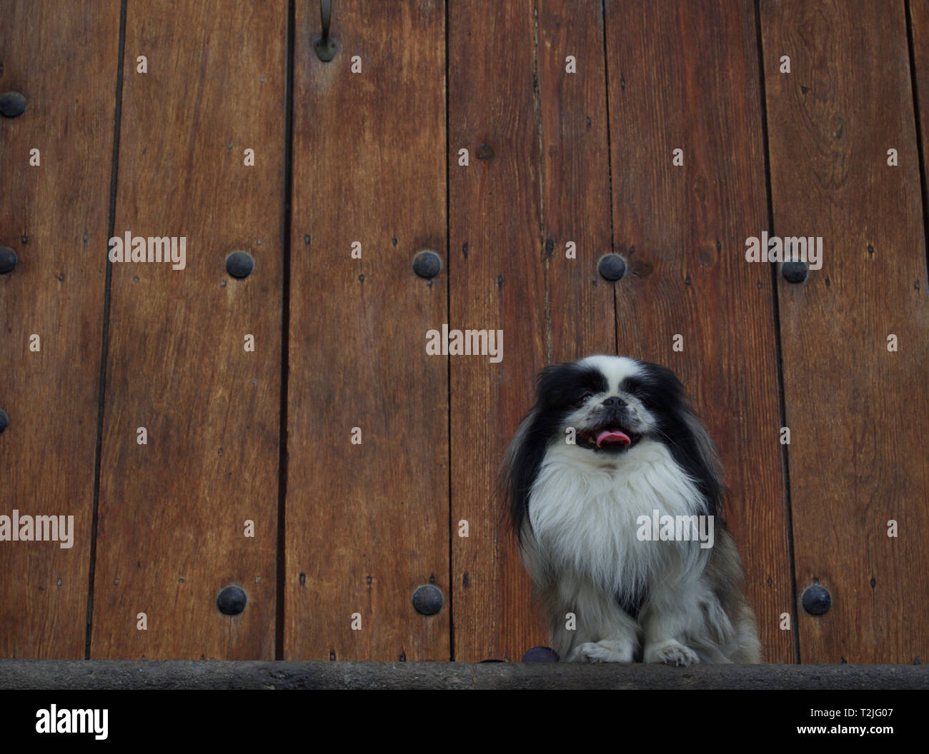 Pekinesen hund Vor alte Holztür Stockfoto