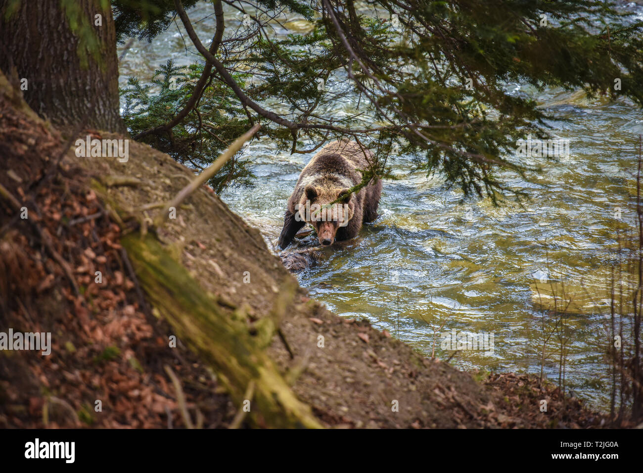 Wilde Braunbären Fluß in Karpaten Wald Stockfoto