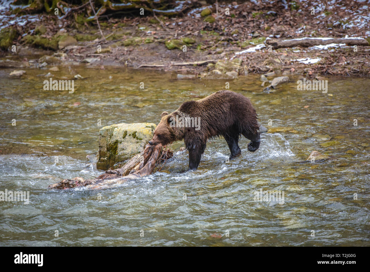 Brauner Bär mit Rotwild Leichnam in seinen Mund über den Fluss gehen, Karpaten, Polen, Osteuropa. Die europäische Tierwelt. Stockfoto